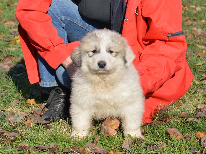 Great Pyrenees puppy for sale