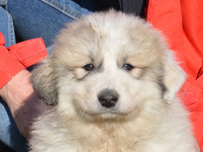 Great Pyrenees puppy for sale