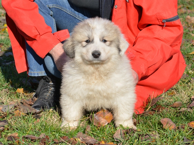 Great Pyrenees puppy for sale