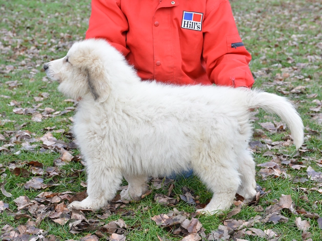 Great Pyrenees puppy for sale