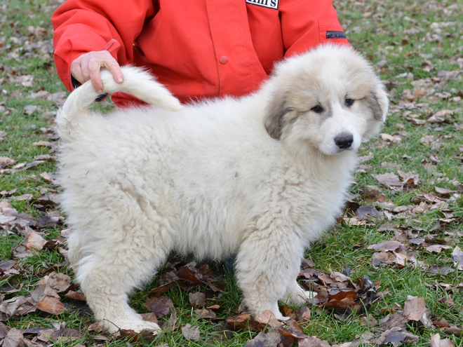 Great Pyrenees puppy for sale
