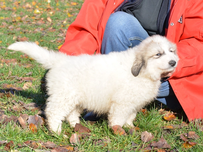Great Pyrenees puppy for sale