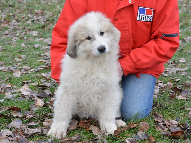 Great Pyrenees puppy for sale