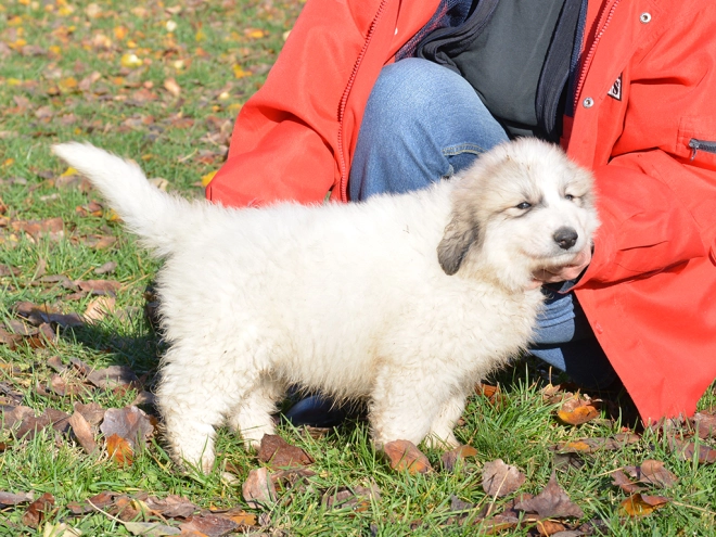 Great Pyrenees puppy for sale