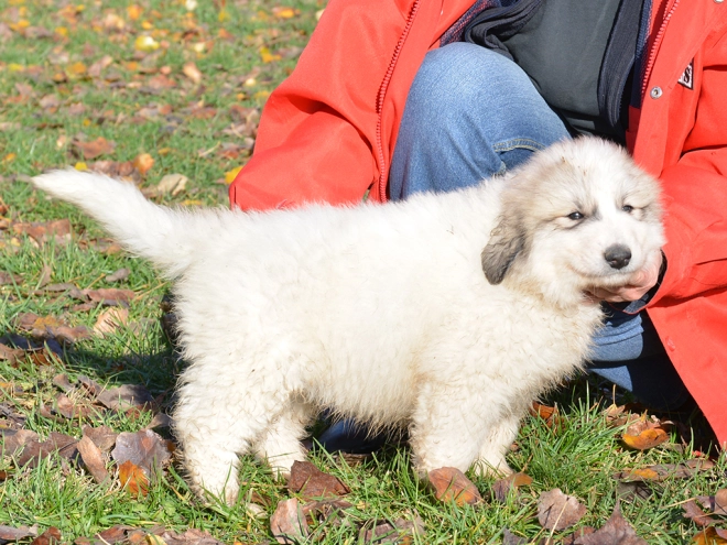 Great Pyrenees puppy for sale