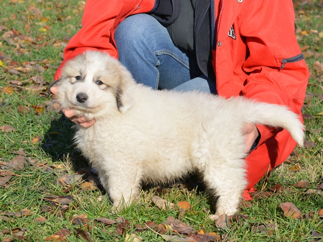 Great Pyrenees puppy for sale