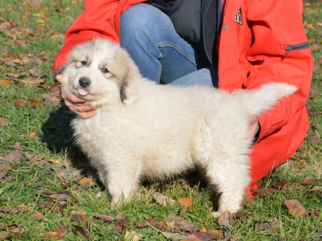 Great Pyrenees puppy for sale