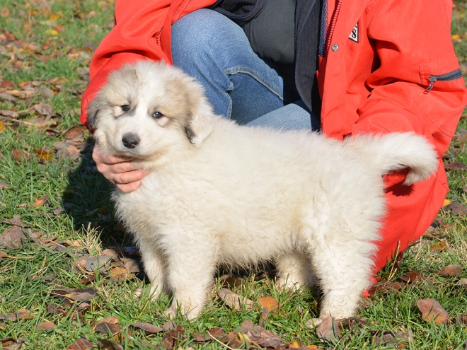 Great Pyrenees puppy for sale