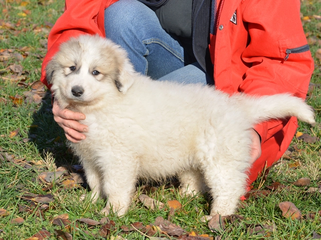 Great Pyrenees puppy for sale