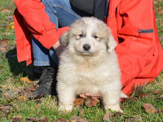 Great Pyrenees puppy for sale