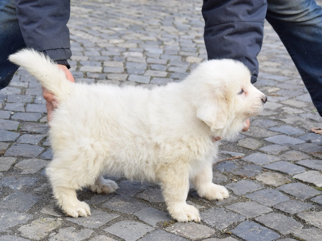 Great Pyrenees puppy for sale