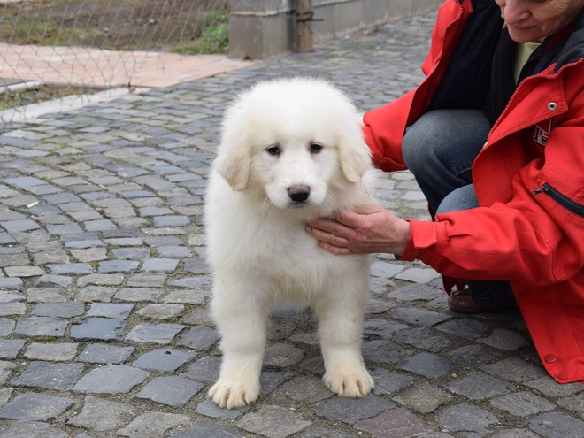 Great Pyrenees puppy for sale