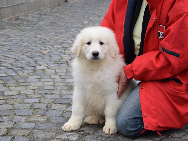 Great Pyrenees puppy for sale