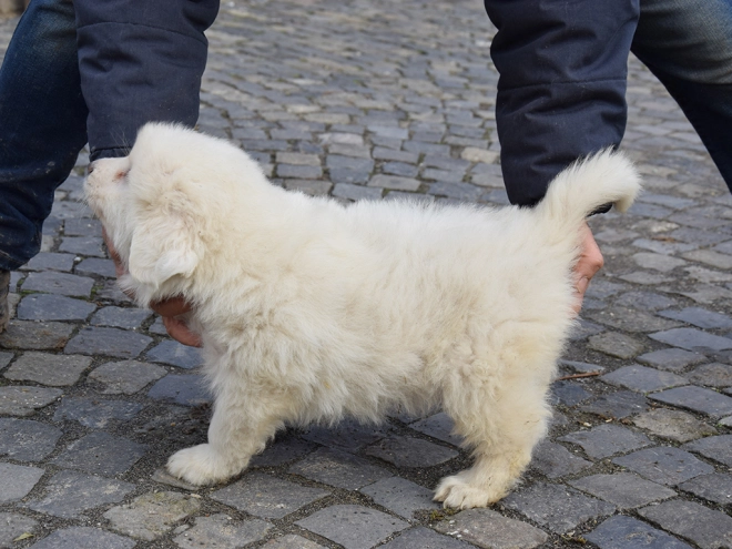 Great Pyrenees puppy for sale