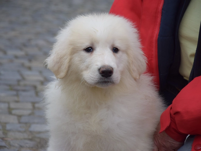Great Pyrenees puppy for sale