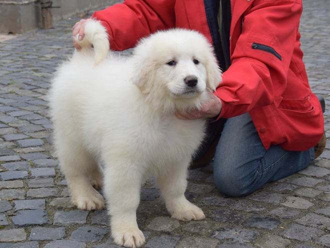 Great Pyrenees puppy for sale