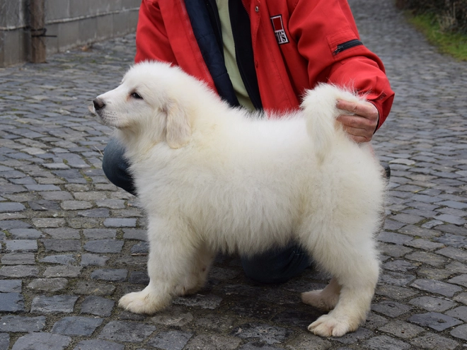 Great Pyrenees puppy for sale
