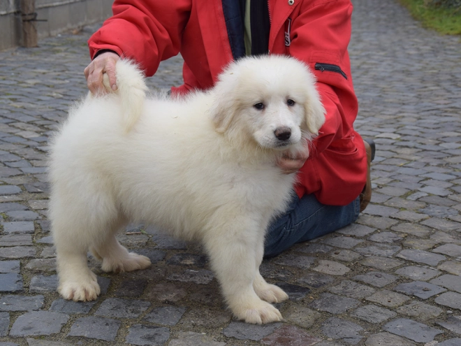 Great Pyrenees puppy for sale