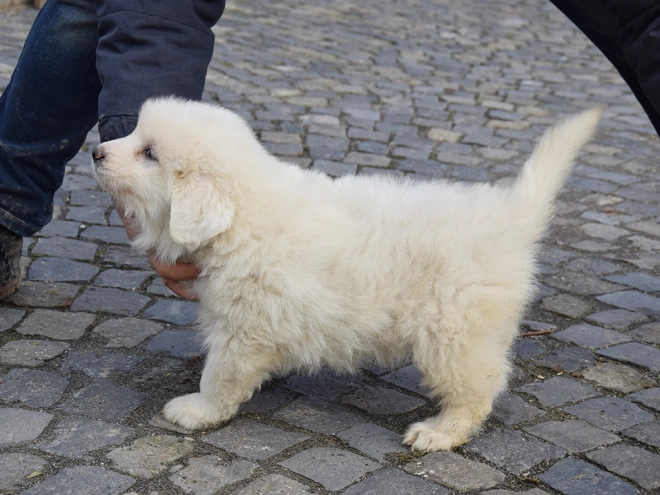 Great Pyrenees puppy for sale