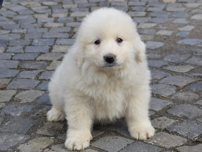 Great Pyrenees puppy for sale