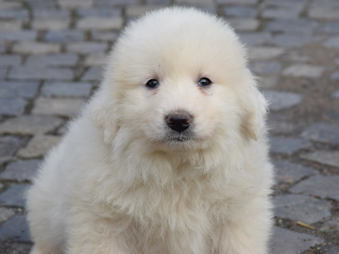 Great Pyrenees puppy for sale