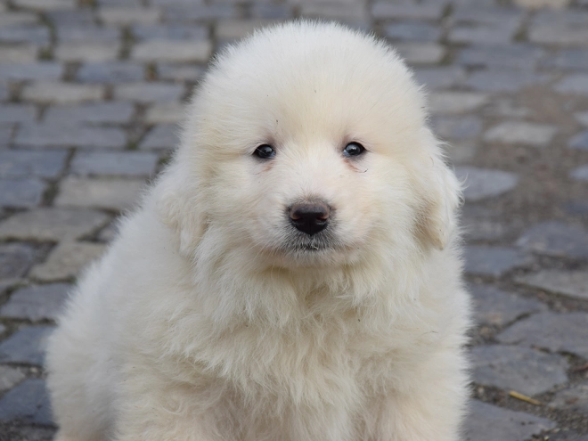 Great Pyrenees puppy for sale