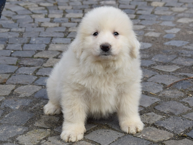 Great Pyrenees puppy for sale