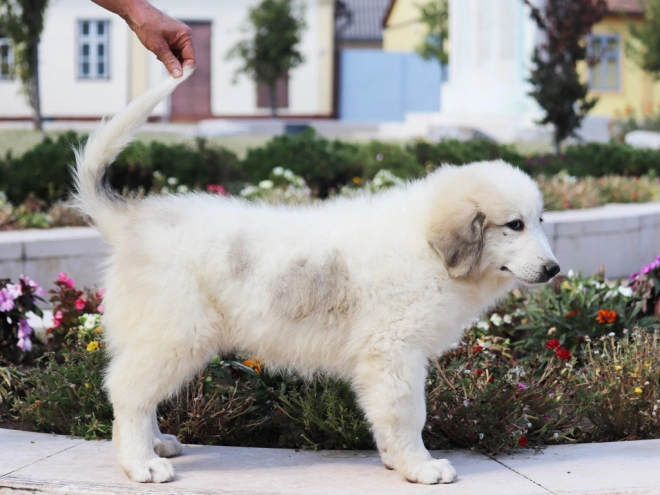 Perros Gran Pirineo en venta