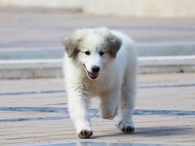 Perros Gran Pirineo en venta
