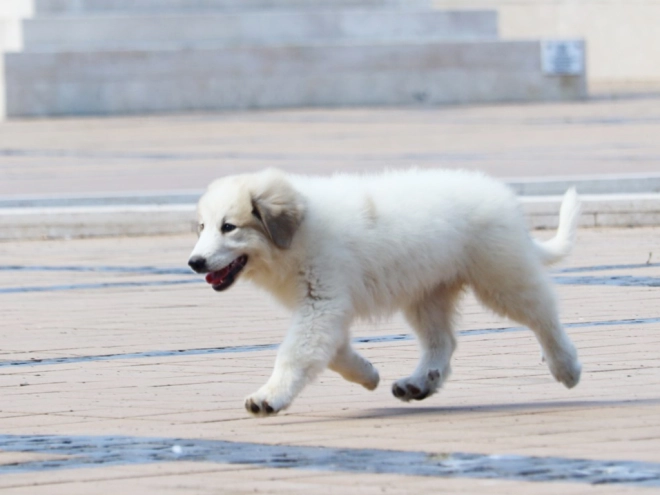 Perros Gran Pirineo en venta