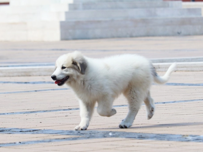 Perros Gran Pirineo en venta