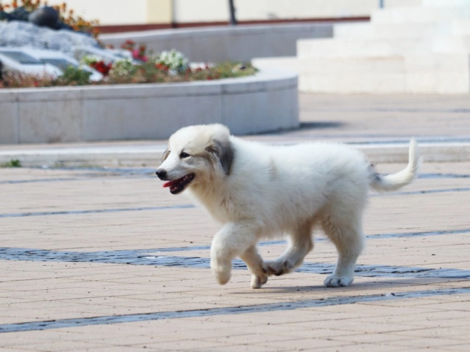 Perros Gran Pirineo en venta