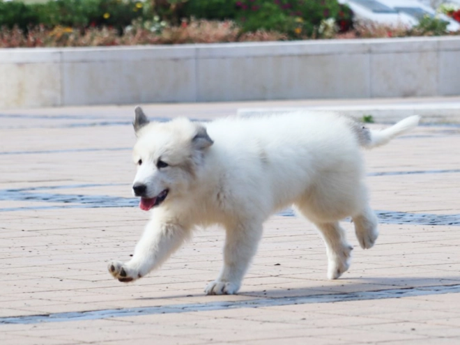 Perros Gran Pirineo en venta