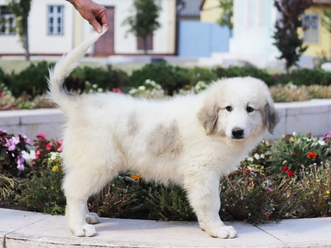 Perros Gran Pirineo en venta