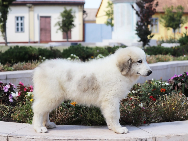 Perros Gran Pirineo en venta