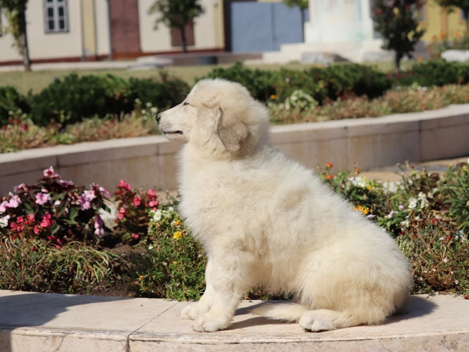 Perros Gran Pirineo en venta