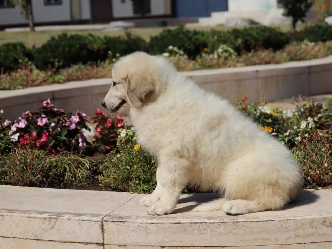 Perros Gran Pirineo en venta