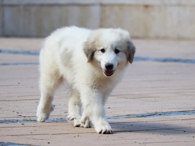 Perros Gran Pirineo en venta