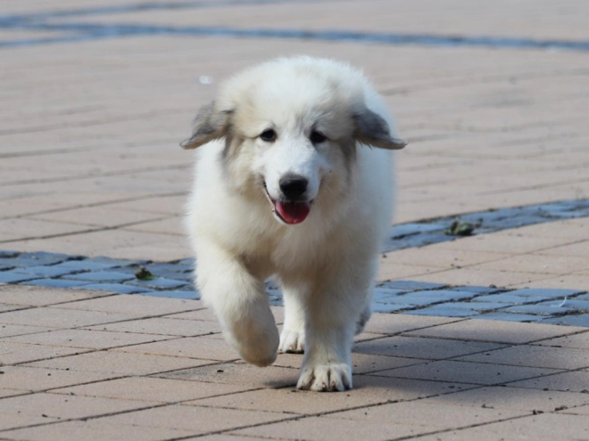 Perros Gran Pirineo en venta