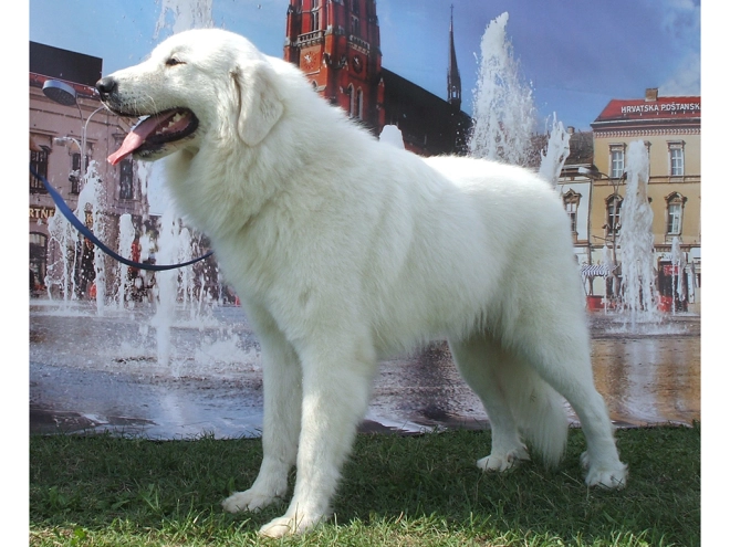 Great Pyrenees puppy for sale