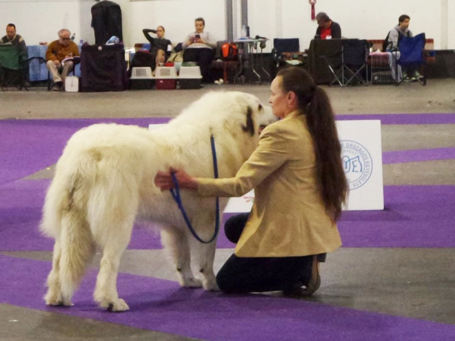Great Pyrenees puppy for sale