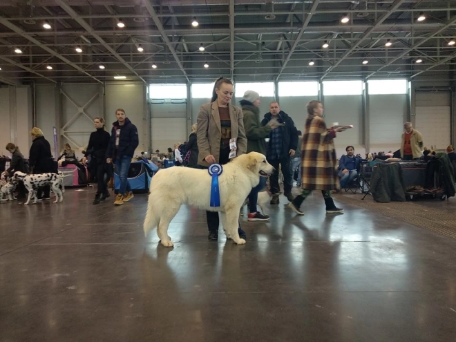 Perros Gran Pirineo en venta