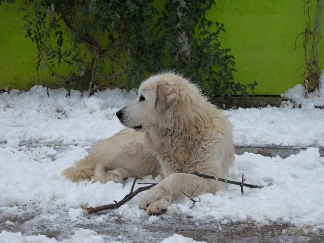 Great Pyrenees puppy for sale