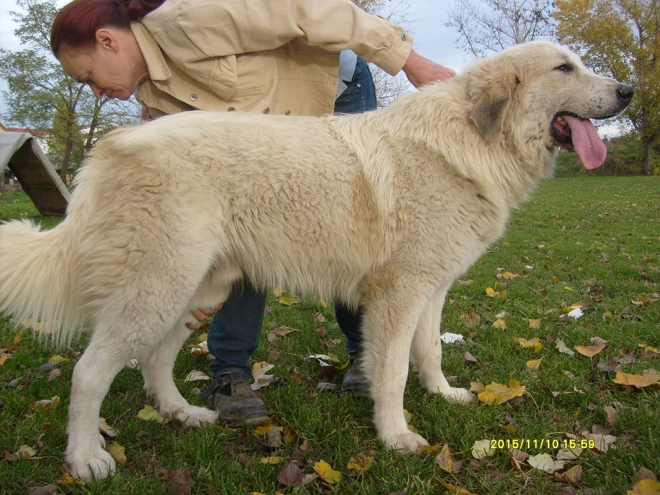 Great Pyrenees puppy for sale
