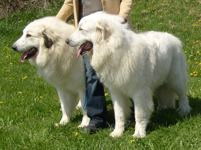 Great Pyrenees puppy for sale