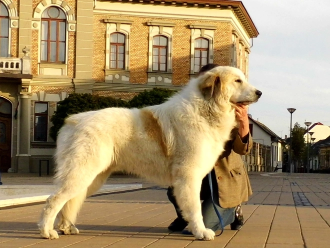 Great Pyrenees puppy for sale