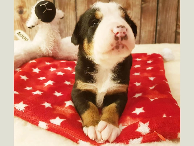 Great Swiss Mountain Dog puppy for sale