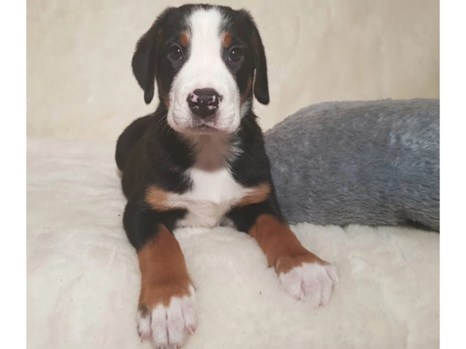 Great Swiss Mountain Dog puppy for sale