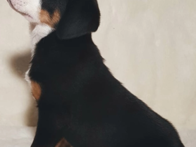 Great Swiss Mountain Dog puppy for sale