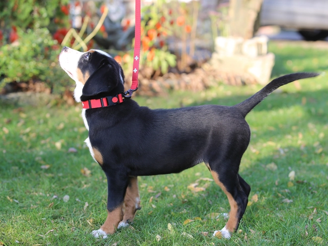 Great Swiss Mountain Dog puppy for sale